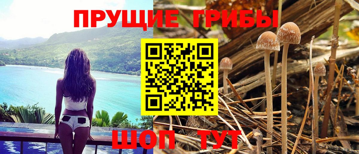 Псилоцибиновые грибы GOLDEN TEACHER Шебекино